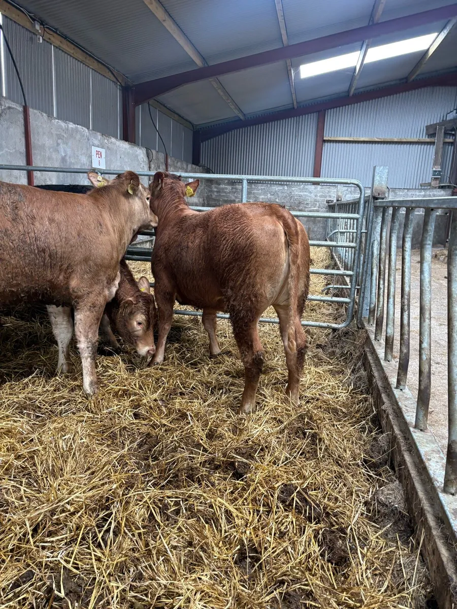 5 x limousin heifers lmx & lm 350kgs - Image 3