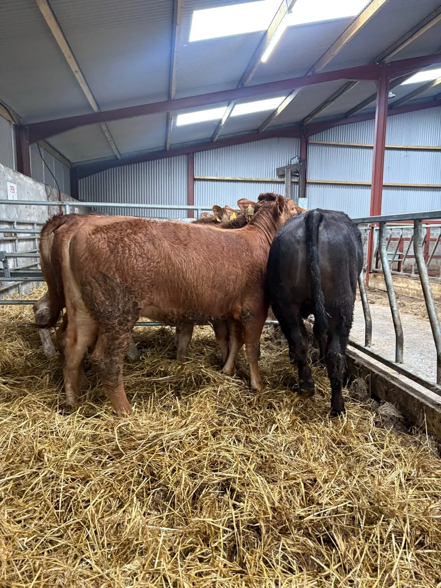 5 x limousin heifers lmx & lm 350kgs - Image 4