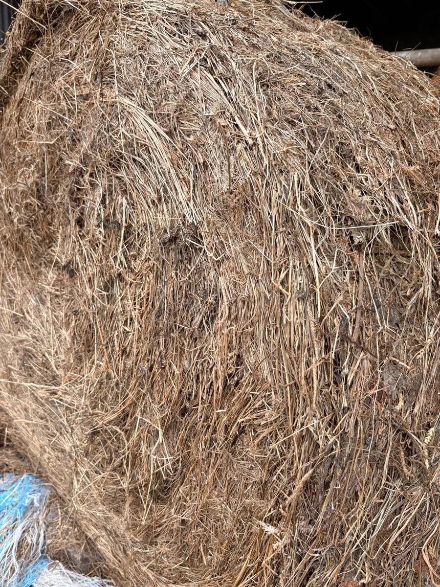 30 Top Quality Silage Bales - Image 4