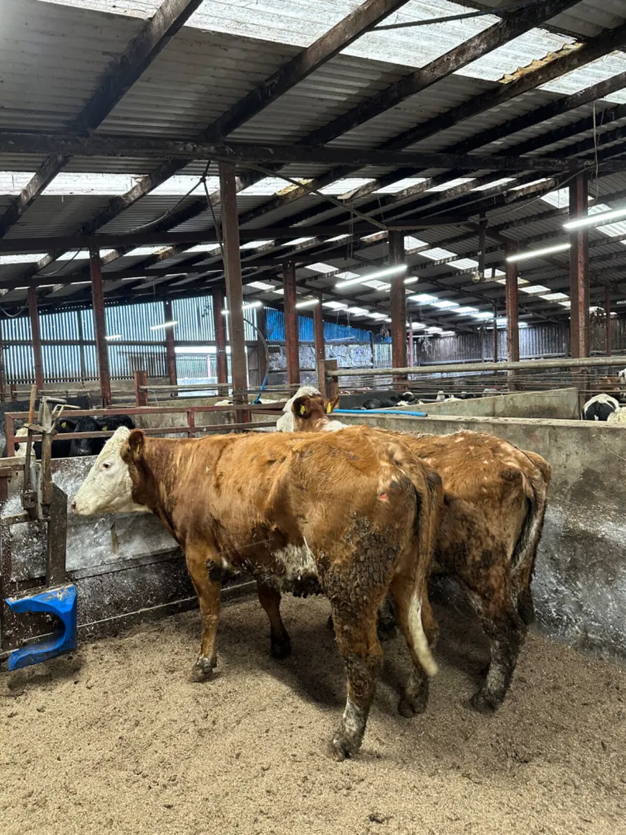 Simmental springers - Image 3