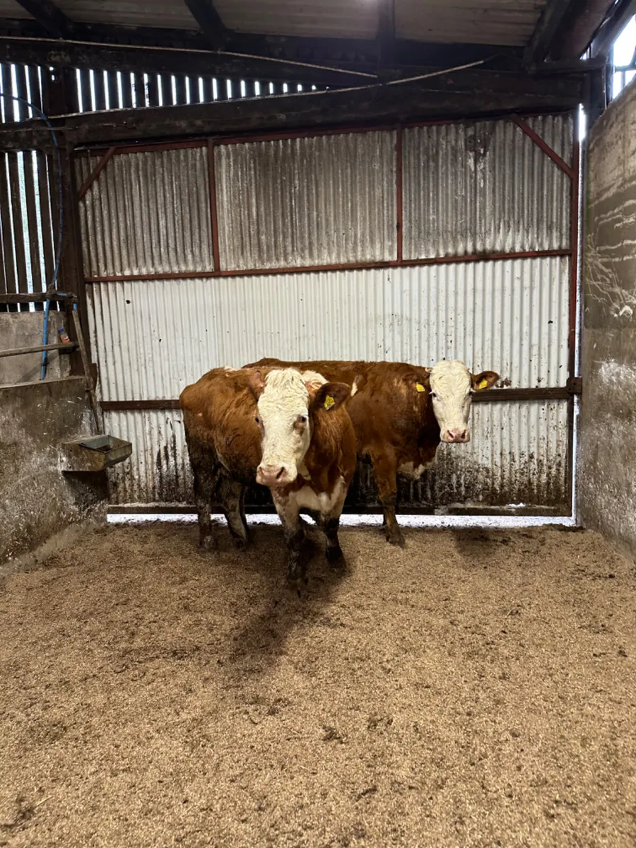 Simmental springers - Image 2