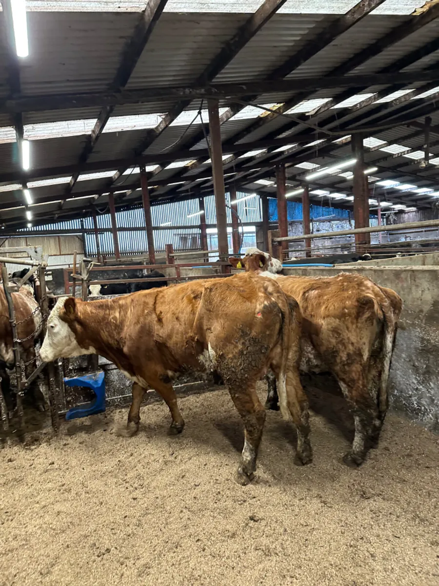 Simmental springers - Image 4