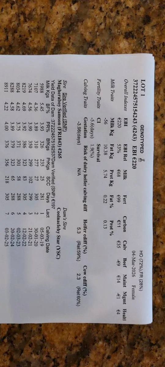 5 heifer calves - Image 2
