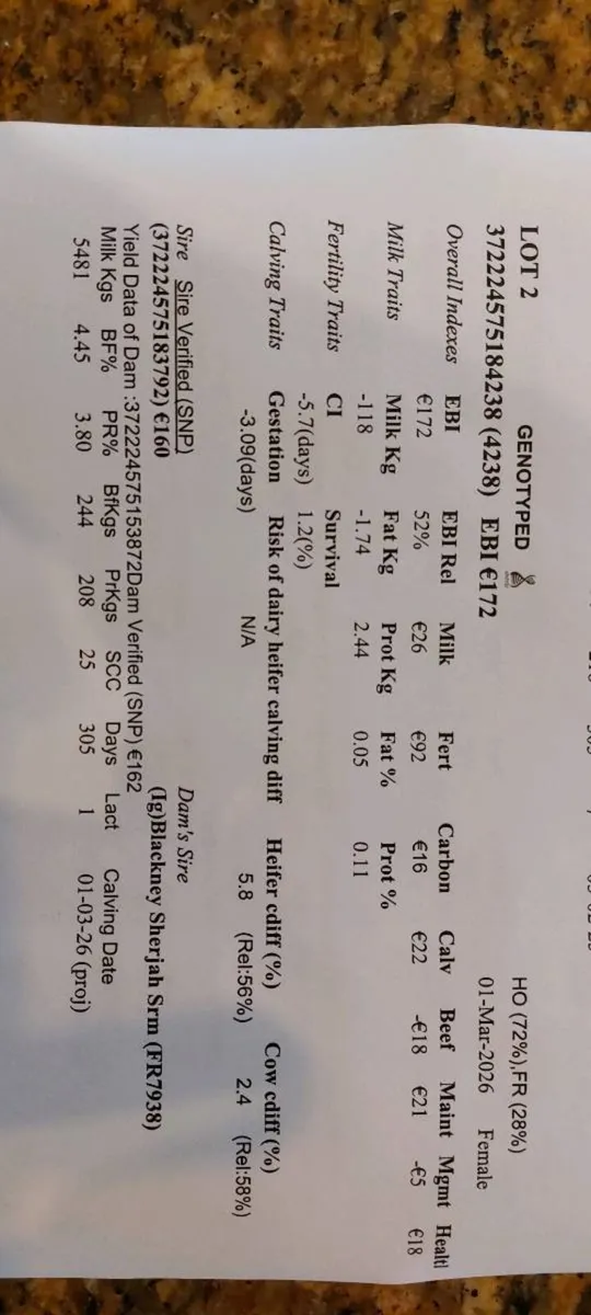 5 heifer calves - Image 3