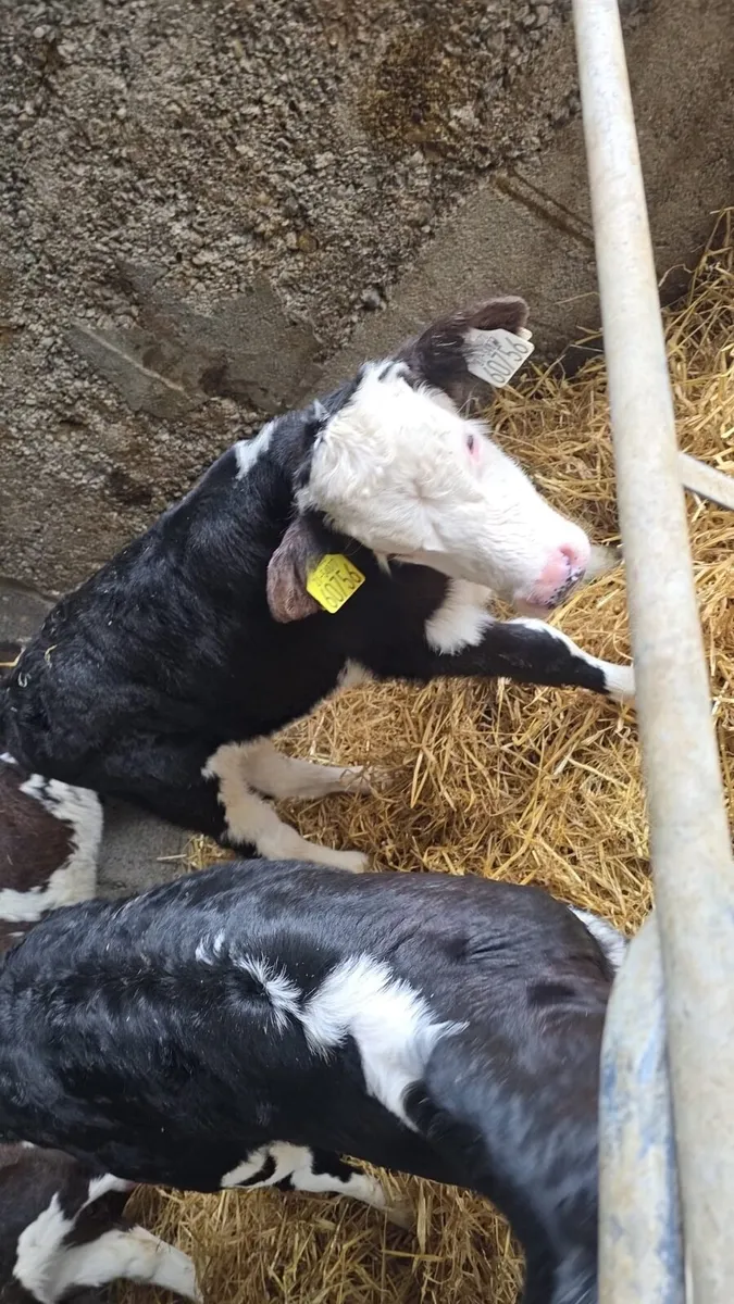 Hereford calves - Image 4