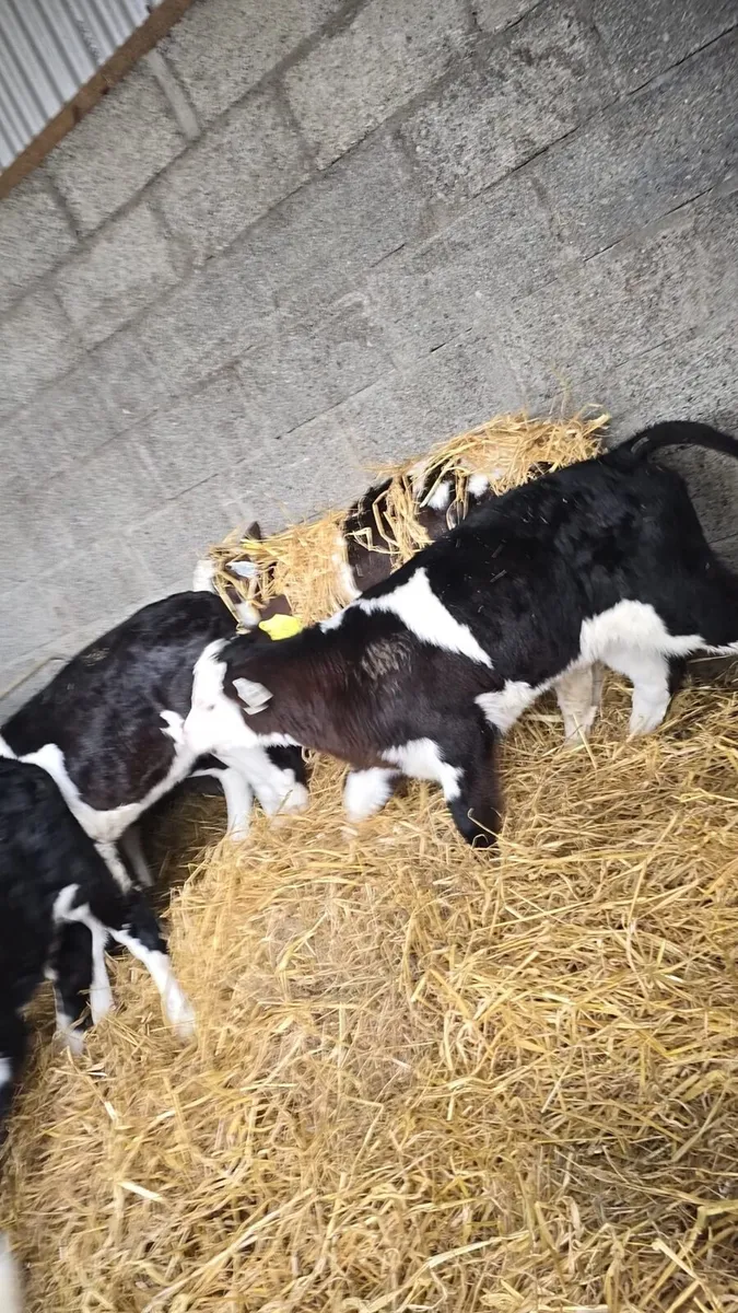 Hereford calves - Image 1