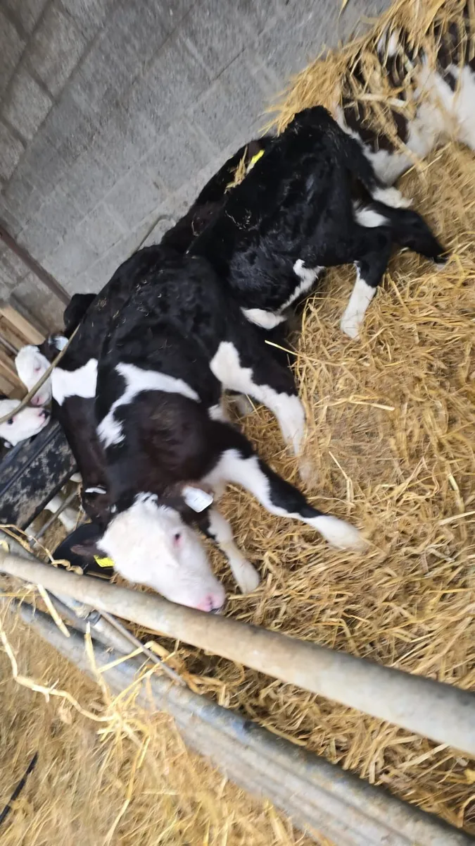 Hereford calves - Image 2