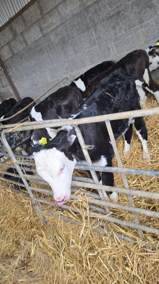 Hereford calves - Image 3