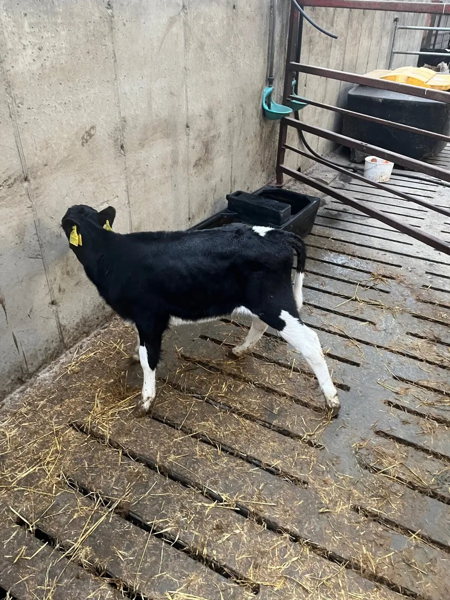 10 friesian heifer calves - Image 3