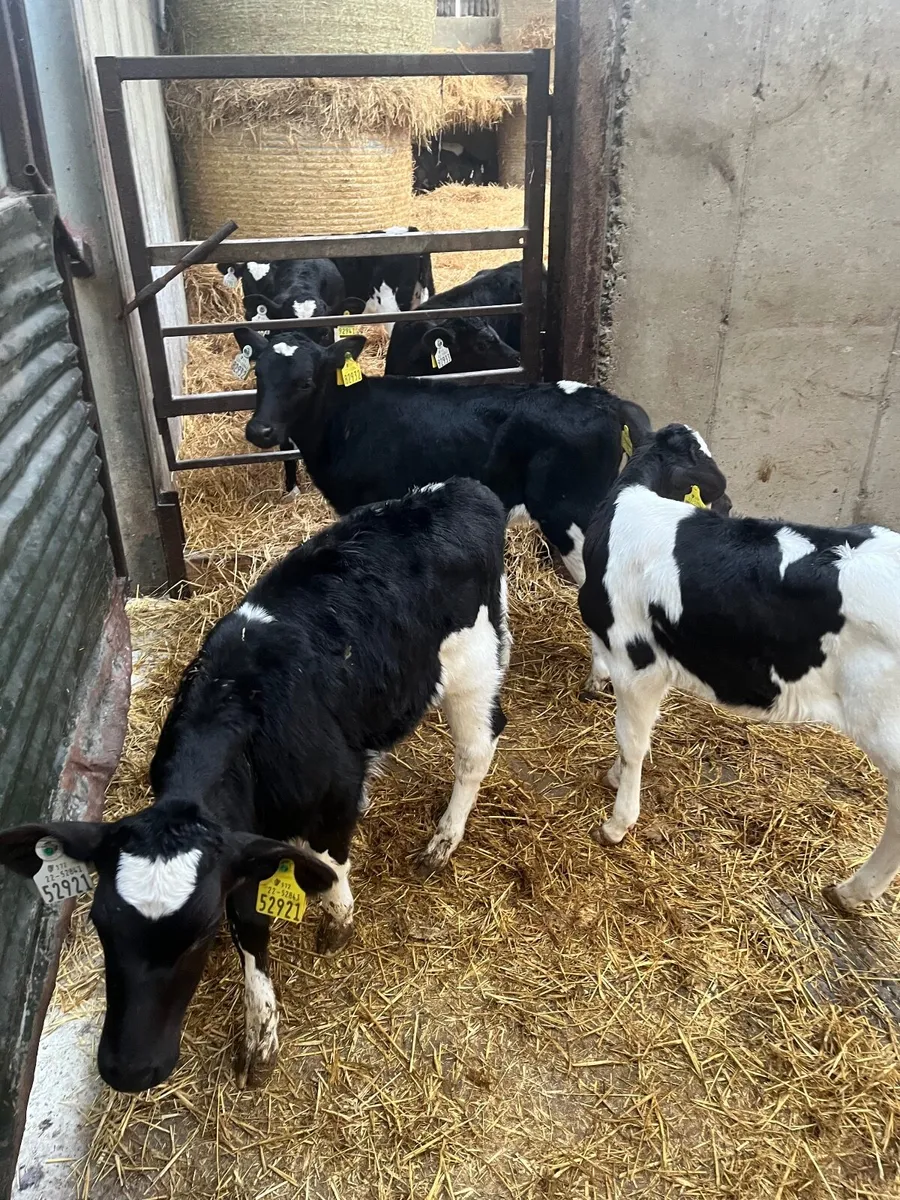 10 friesian heifer calves - Image 2