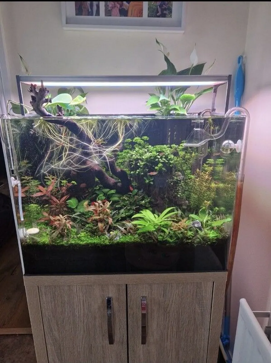 Complete Planted Aquarium Setup & Oak Cabinet - Image 2