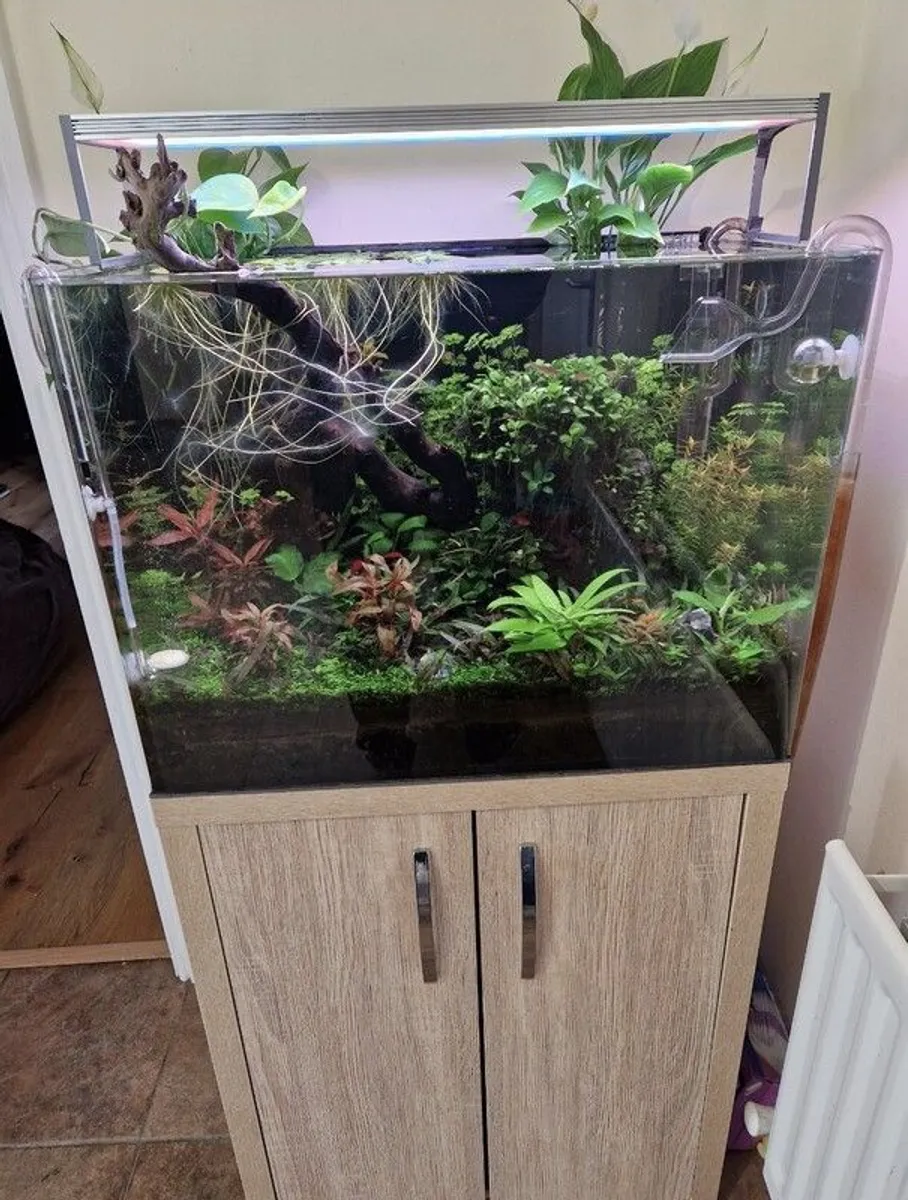 Complete Planted Aquarium Setup & Oak Cabinet - Image 3