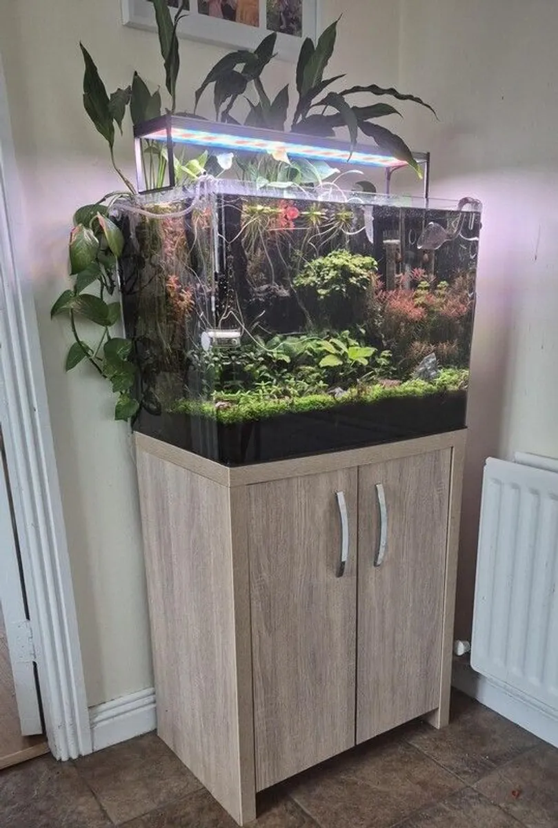 Complete Planted Aquarium Setup & Oak Cabinet - Image 1