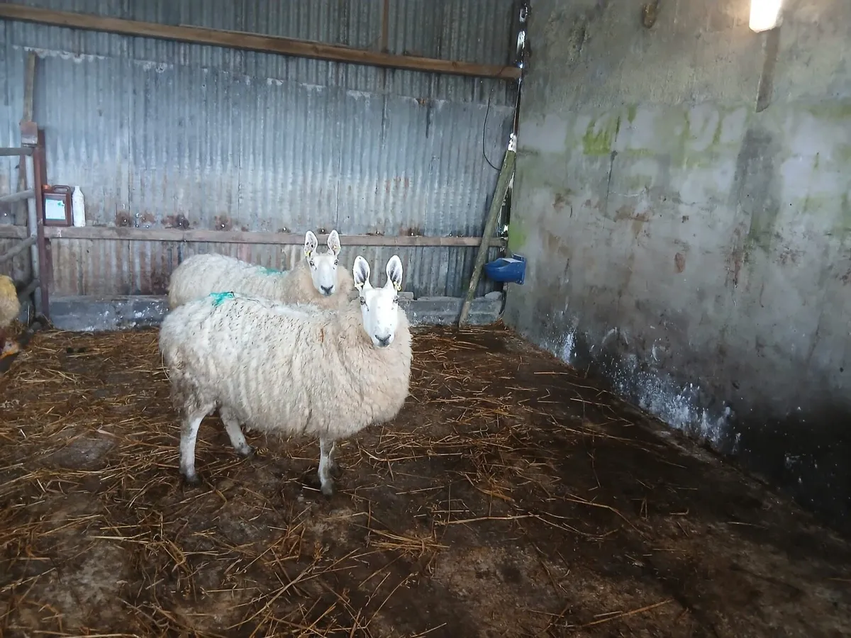 2 pedigree boarder lester ewes