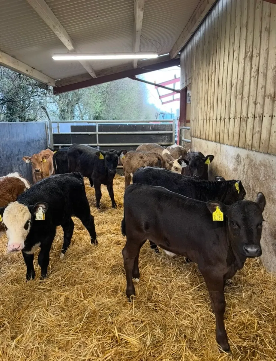 16 super 2-3 month old reared Heifers  🔥🔥🔥 - Image 1