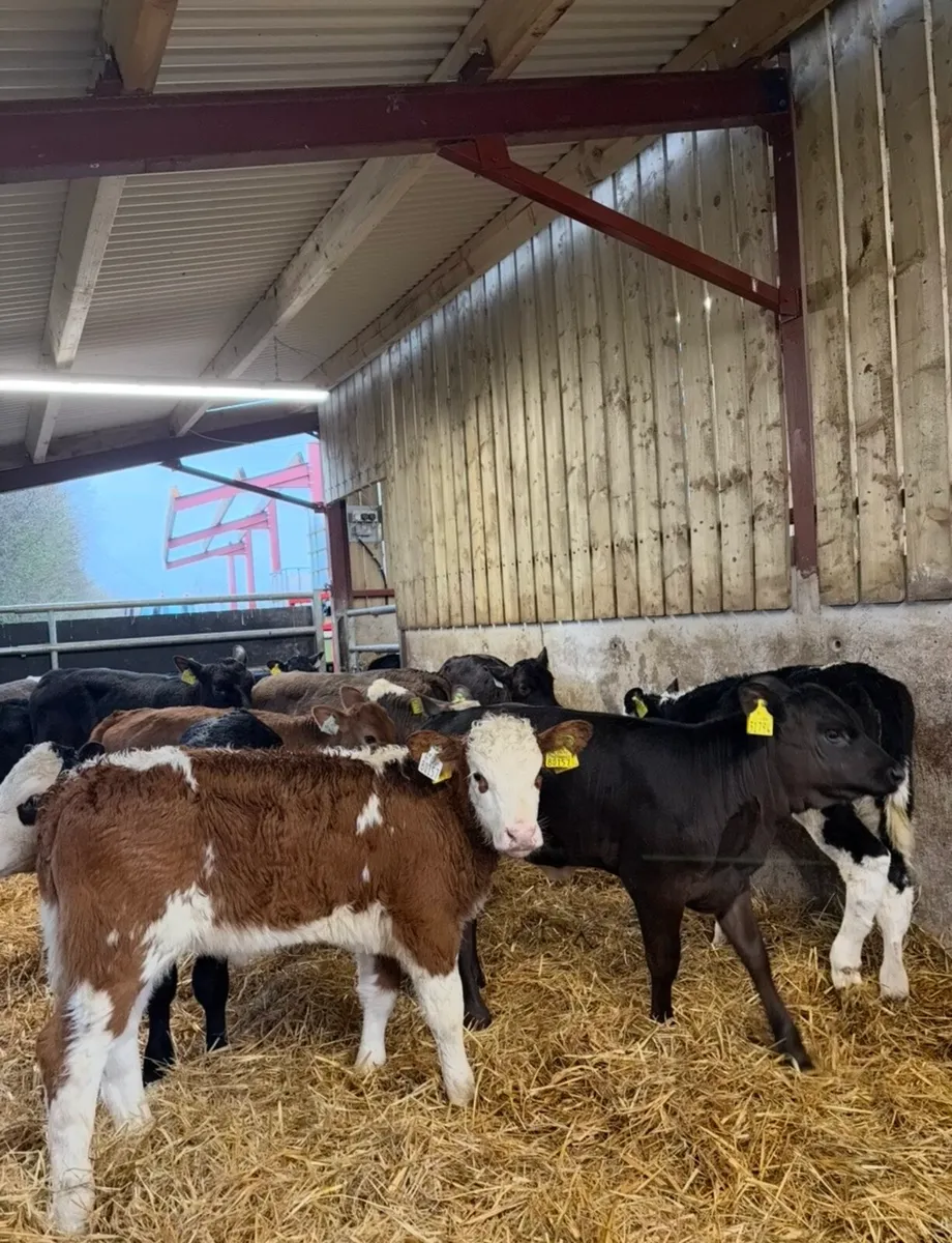 16 super 2-3 month old reared Heifers  🔥🔥🔥 - Image 2