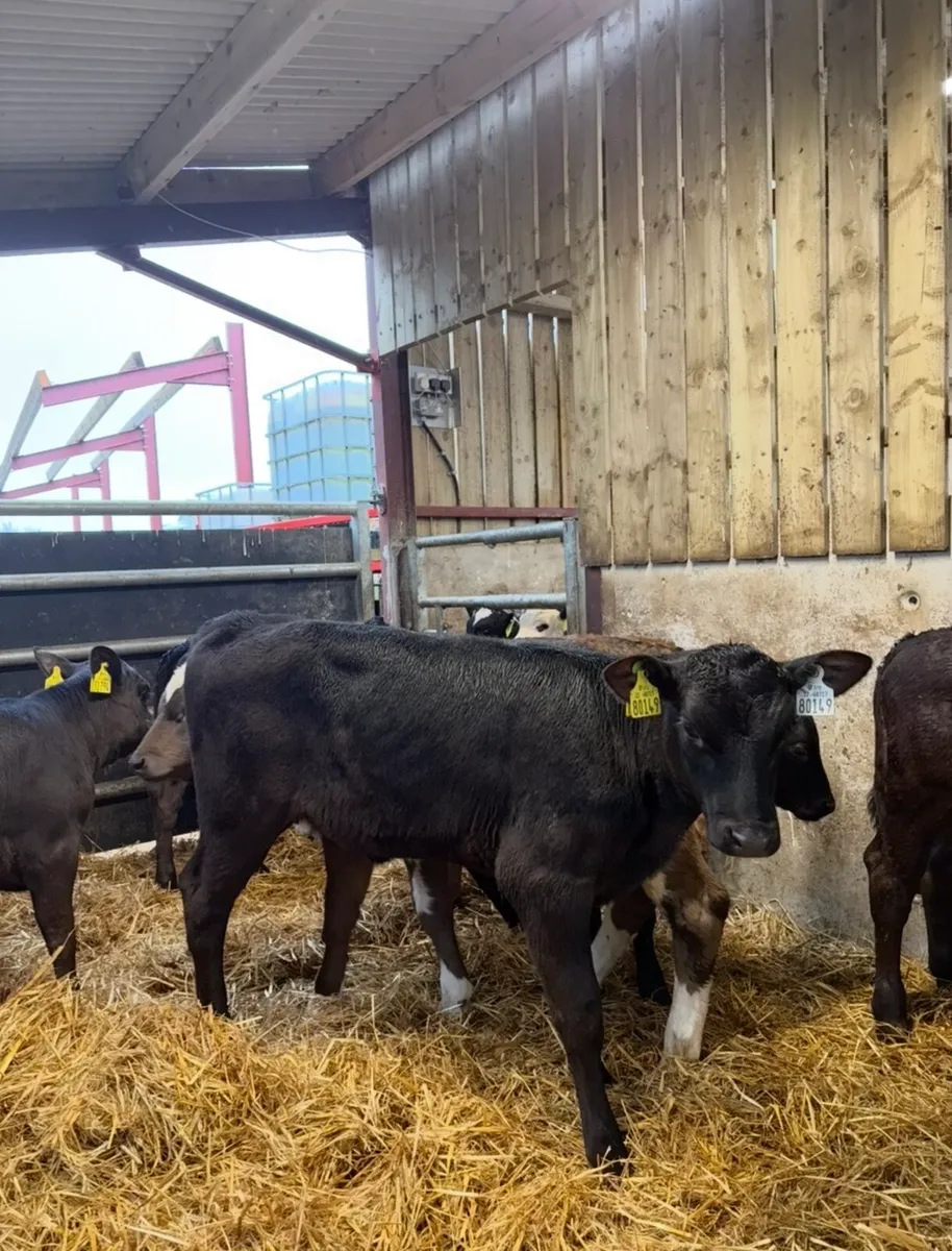 16 super 2-3 month old reared Heifers  🔥🔥🔥 - Image 3