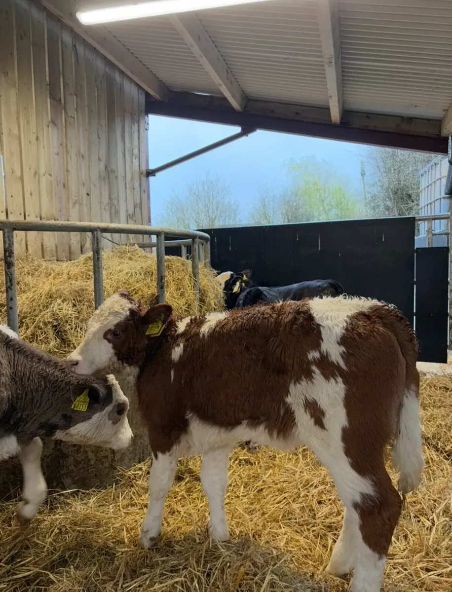 16 super 2-3 month old reared Heifers  🔥🔥🔥 - Image 4