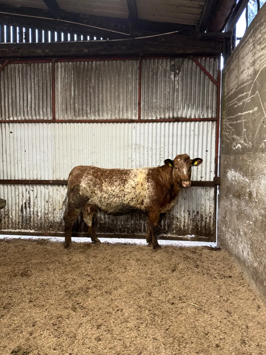 Roaned lim springer - Image 2