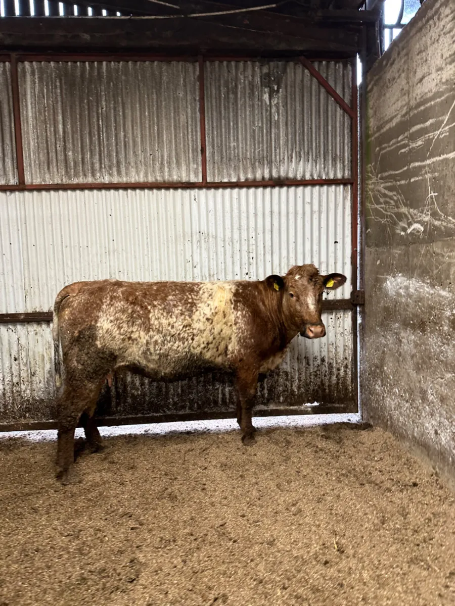 Roaned lim springer - Image 4