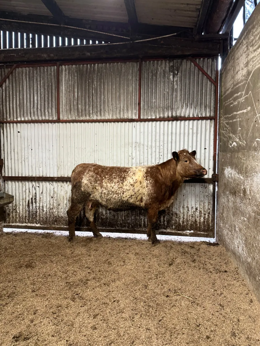 Roaned lim springer - Image 3