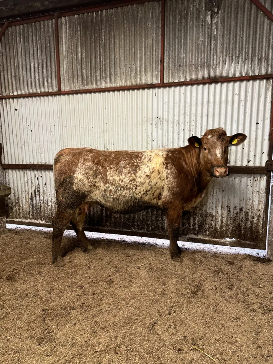 Roaned lim springer - Image 1