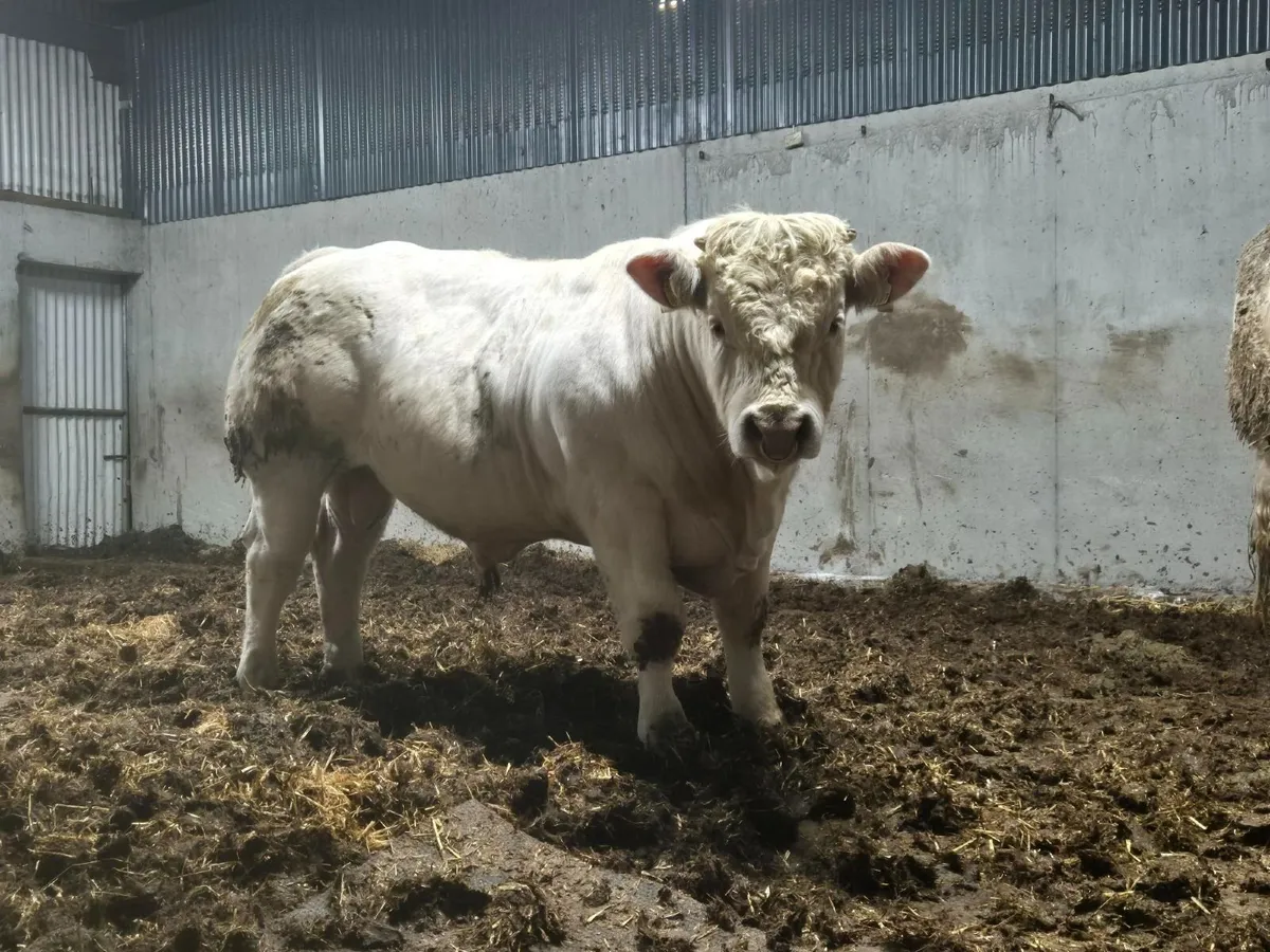 Charolais Bulls - Image 1