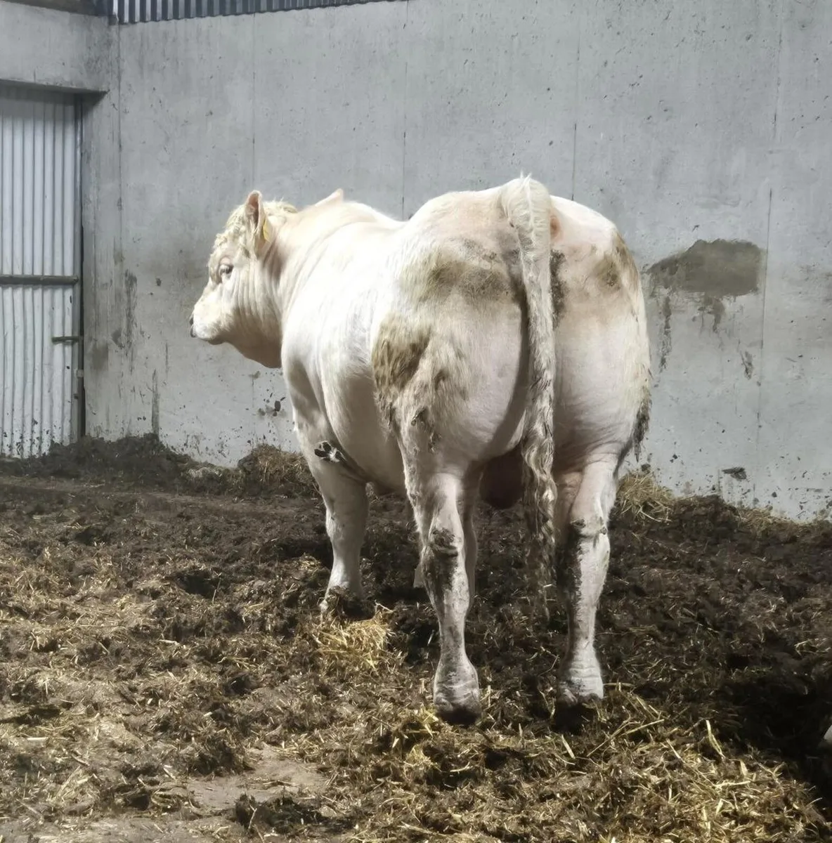 Charolais Bulls - Image 2
