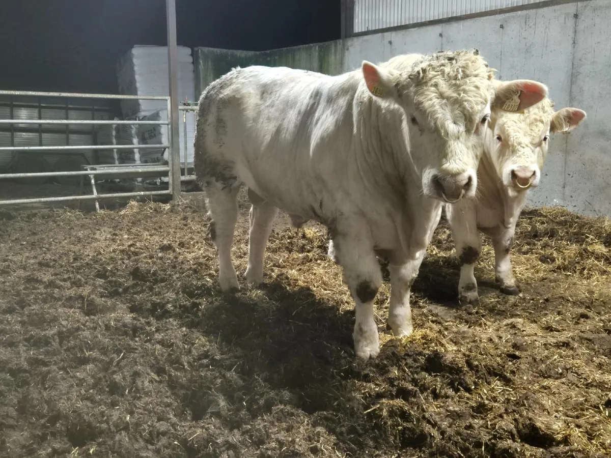 Charolais Bulls - Image 4