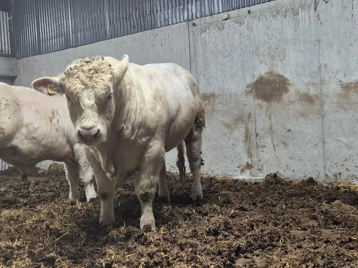 Charolais Bulls - Image 3