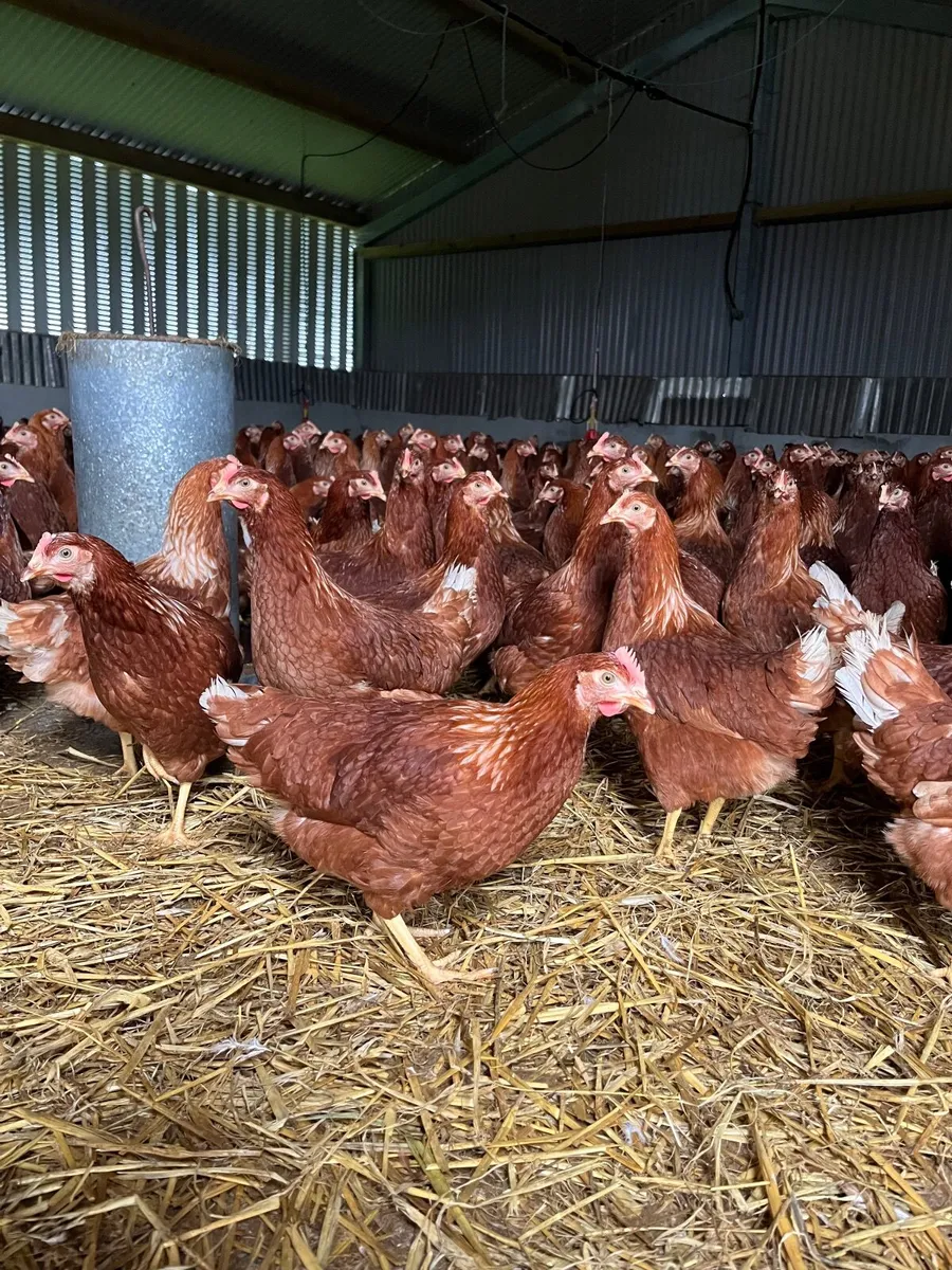 Delivering to Mayo Friday 27th March - Image 4