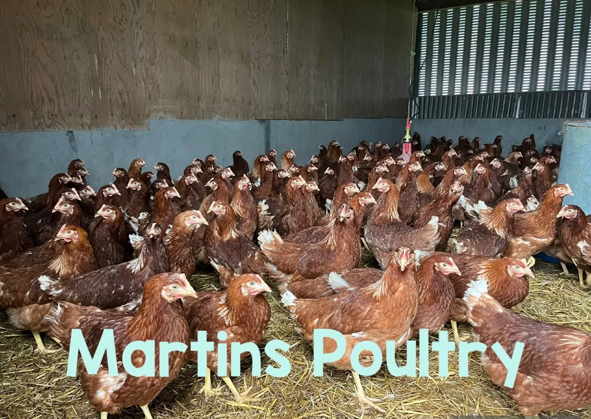 Delivering to Mayo Friday 27th March - Image 1