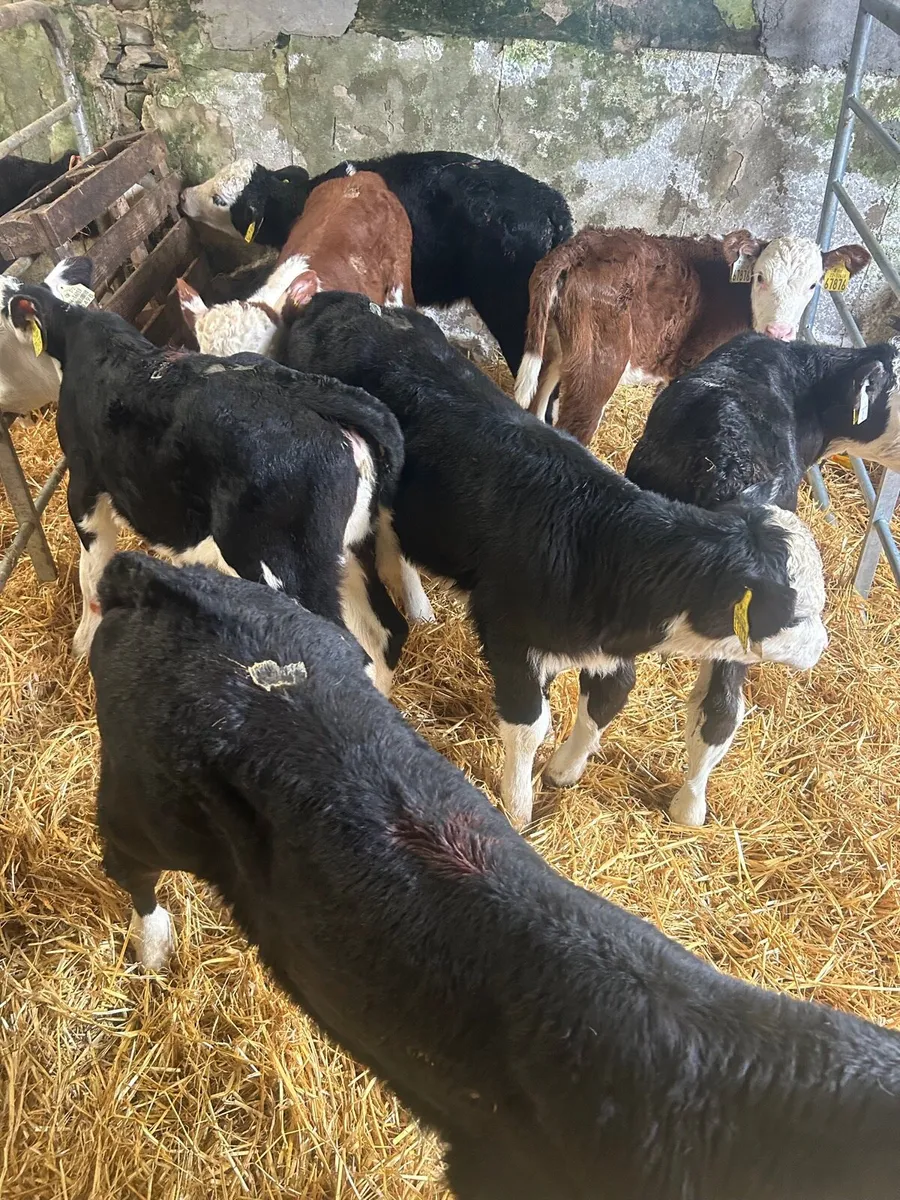 🌟7 whitehead heifer calves 🌟 - Image 1