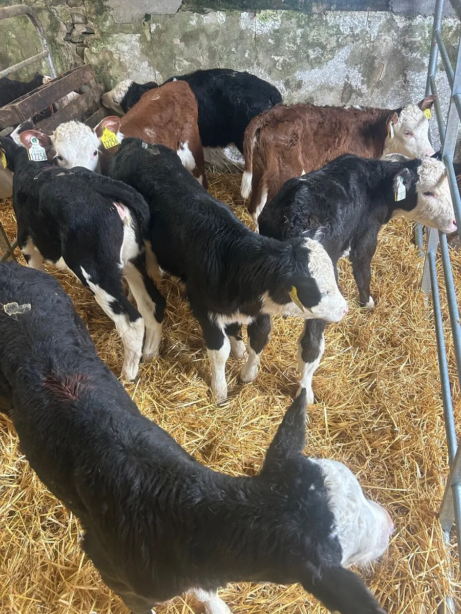 🌟7 whitehead heifer calves 🌟 - Image 2