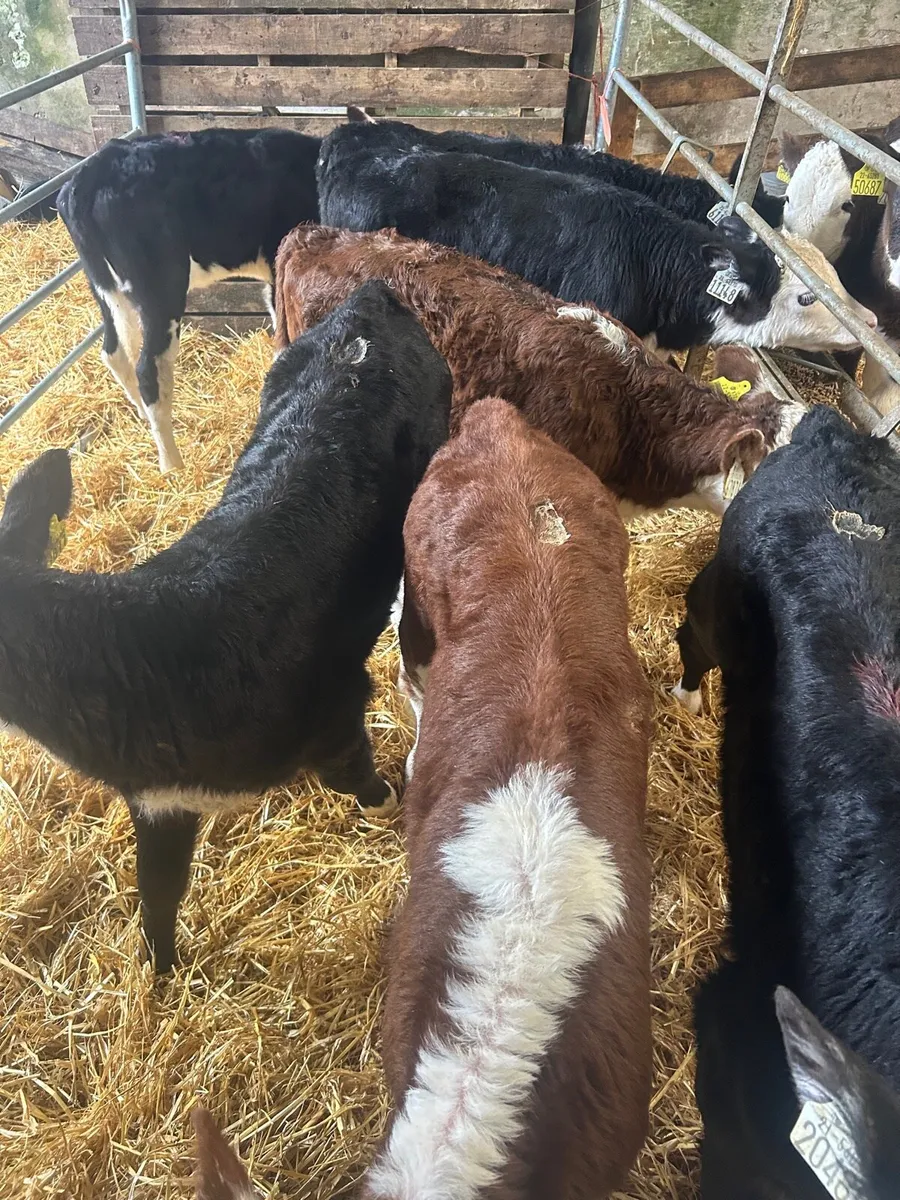 🌟7 whitehead heifer calves 🌟 - Image 4