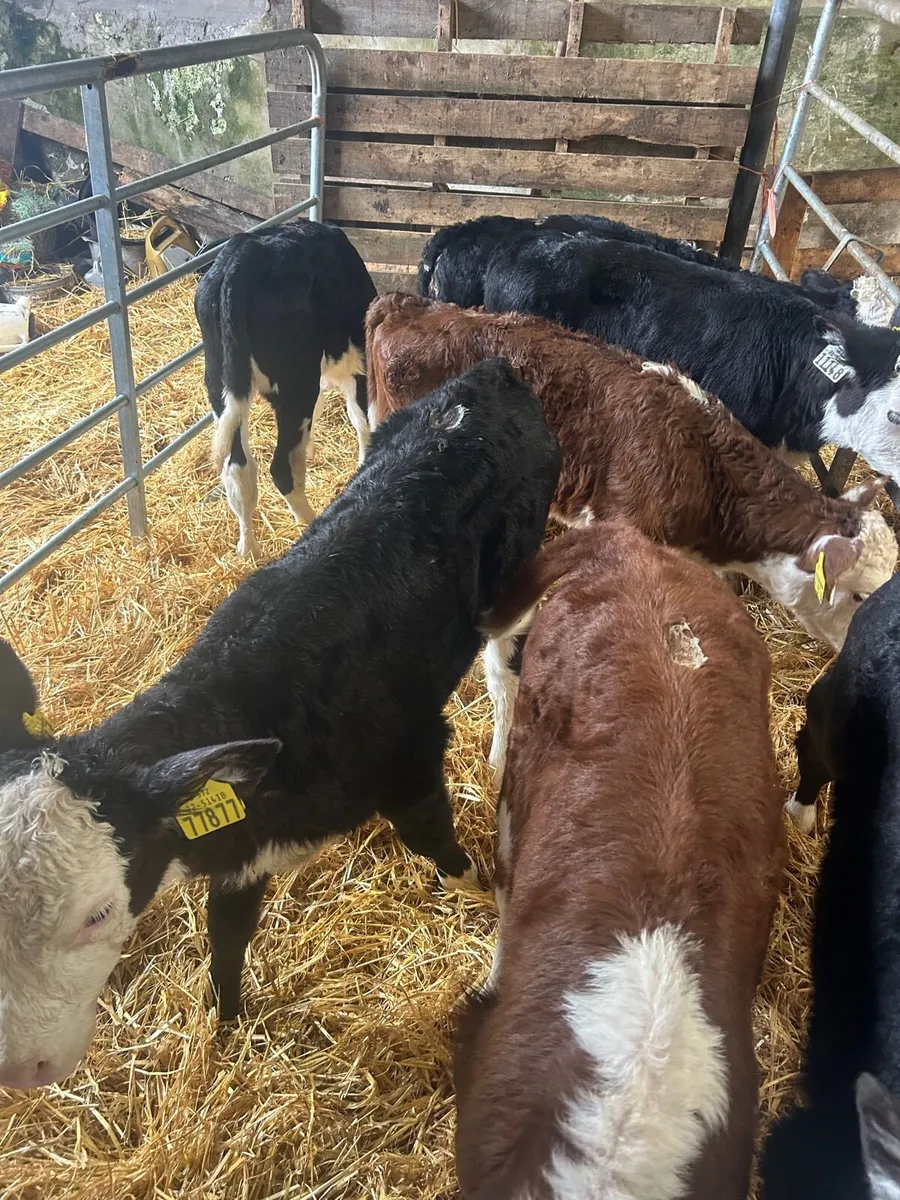 🌟7 whitehead heifer calves 🌟 - Image 3