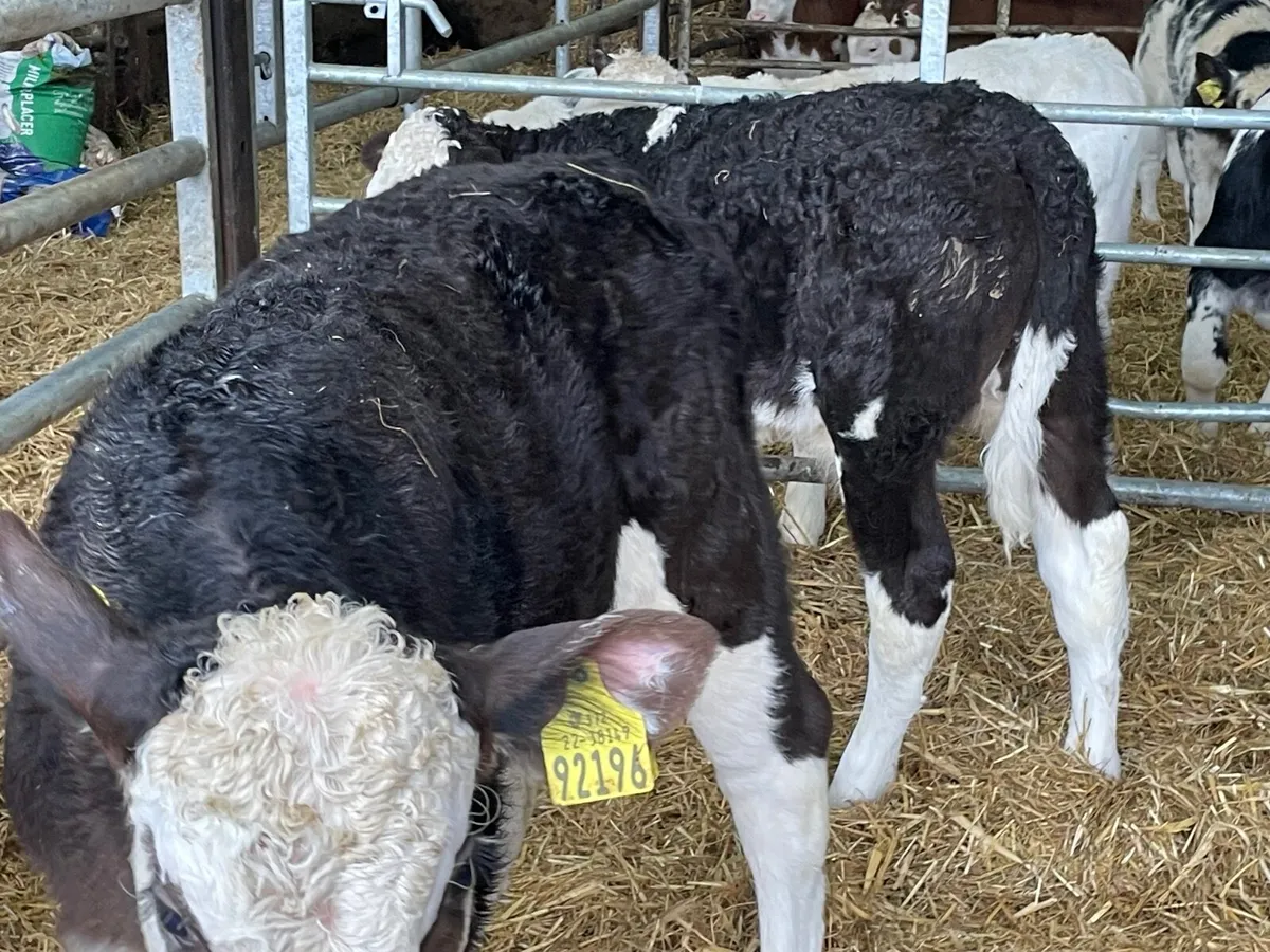 10 super reared Hereford bull calves - Image 3