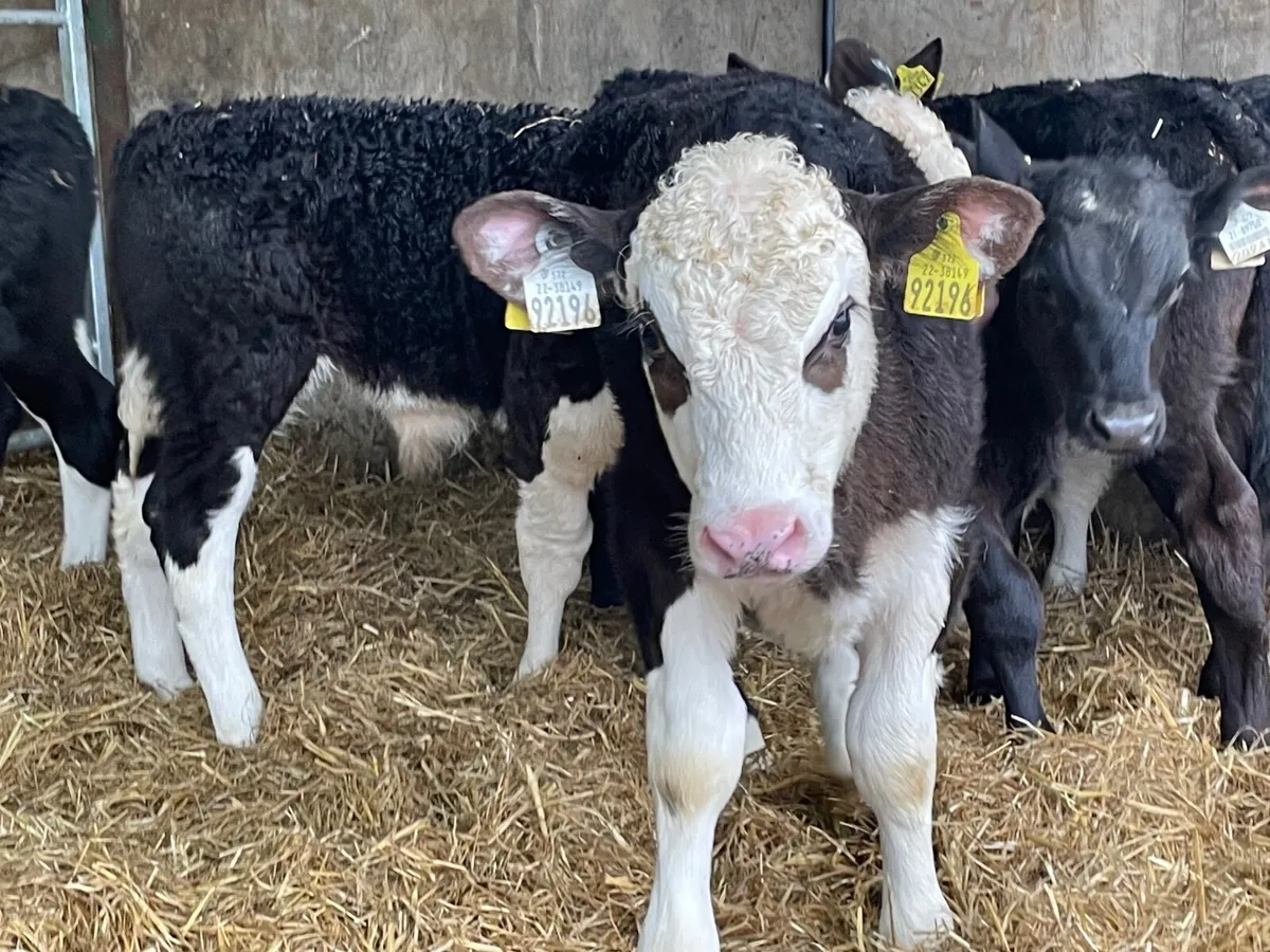 10 super reared Hereford bull calves - Image 1