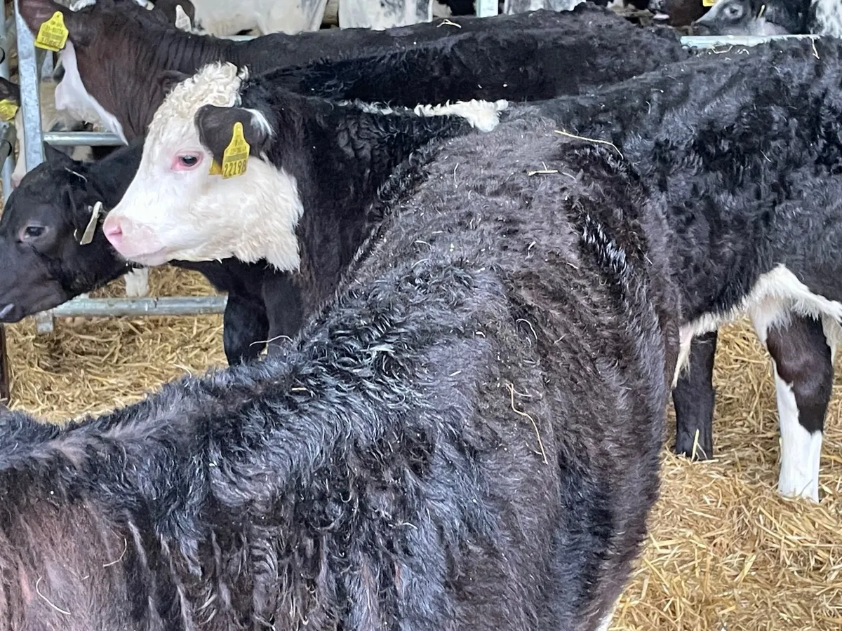 10 super reared Hereford bull calves - Image 4