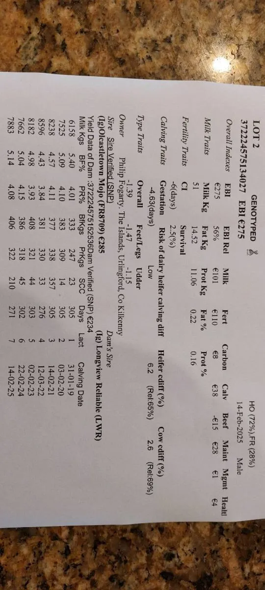 Fresian  bull - Image 1