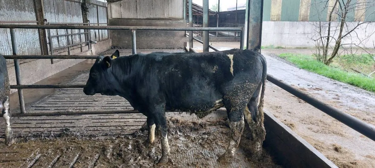 Fresian  bull - Image 3