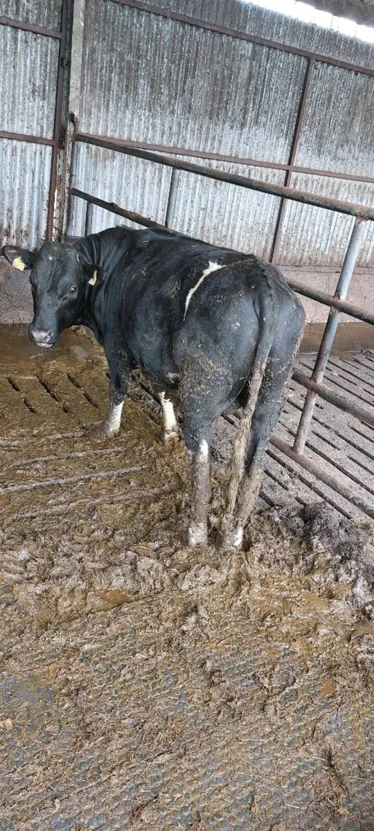 Fresian  bull - Image 4