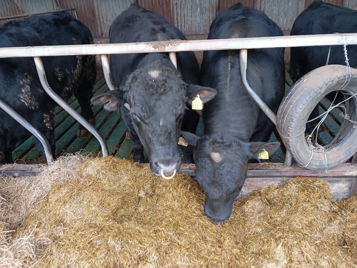 Pedigree Angus bulls for sale - Image 4