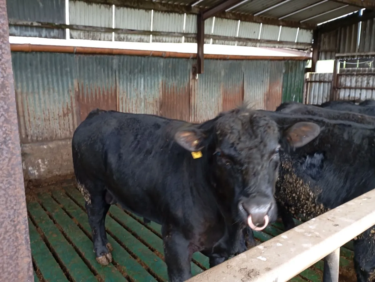 Pedigree Angus bulls for sale - Image 3