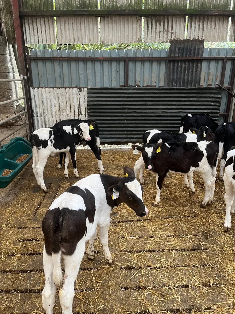 10 friesian heifer calves - Image 1