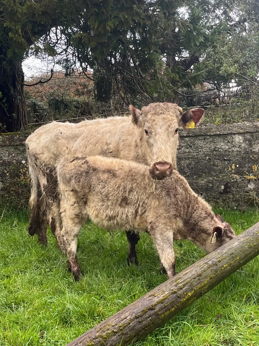 Cow and calf - Image 1