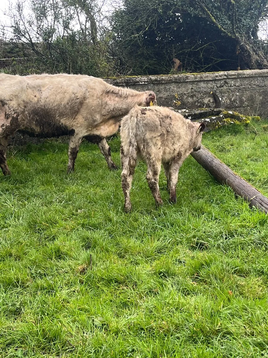 Cow and calf - Image 2