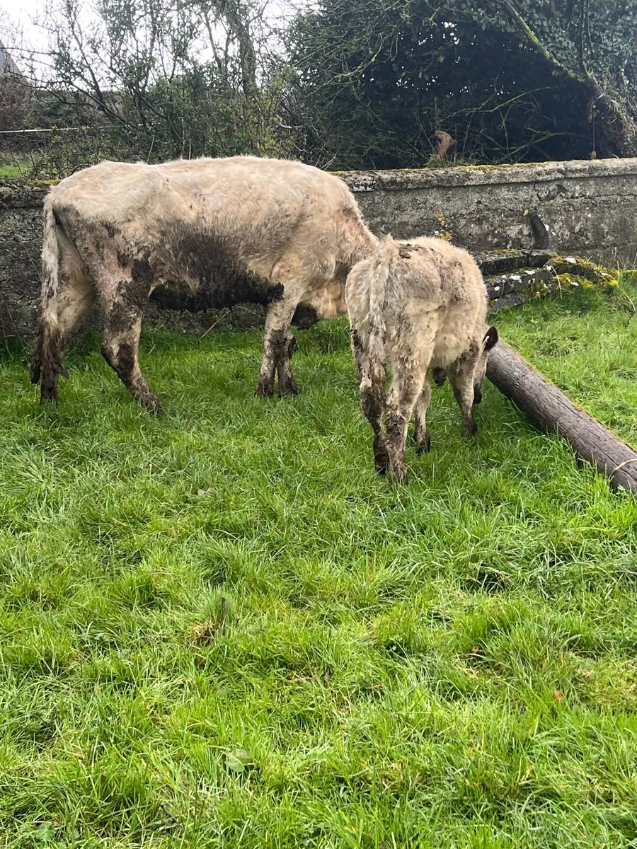 Cow and calf - Image 3