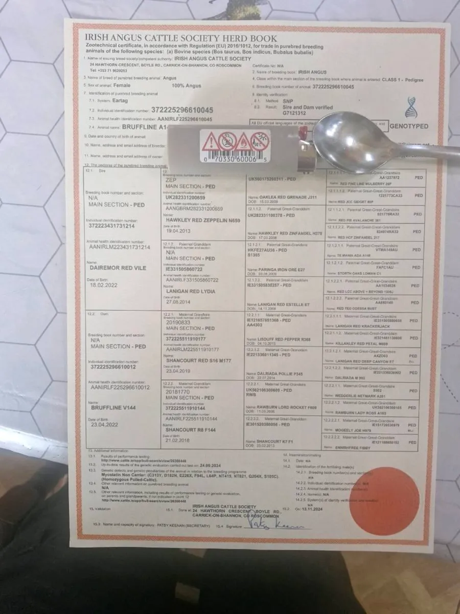 Pedigree abberdeen angus heifers - Image 2