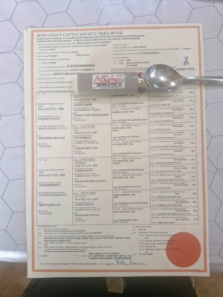 Pedigree abberdeen angus heifers - Image 3